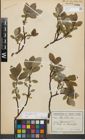 Foto von Salix glabra Scop.